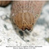 hipparchia syriaca larva42